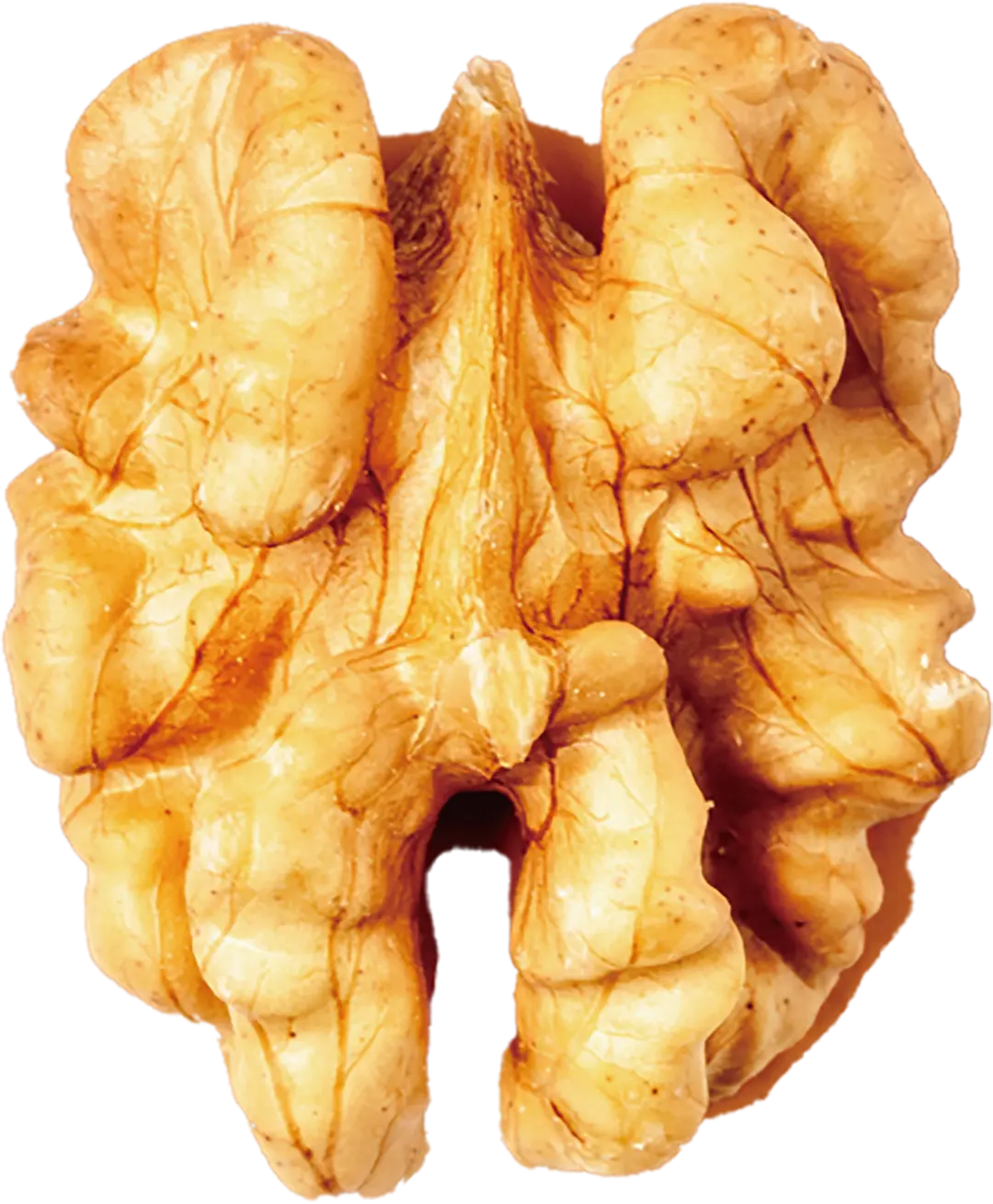 walnut